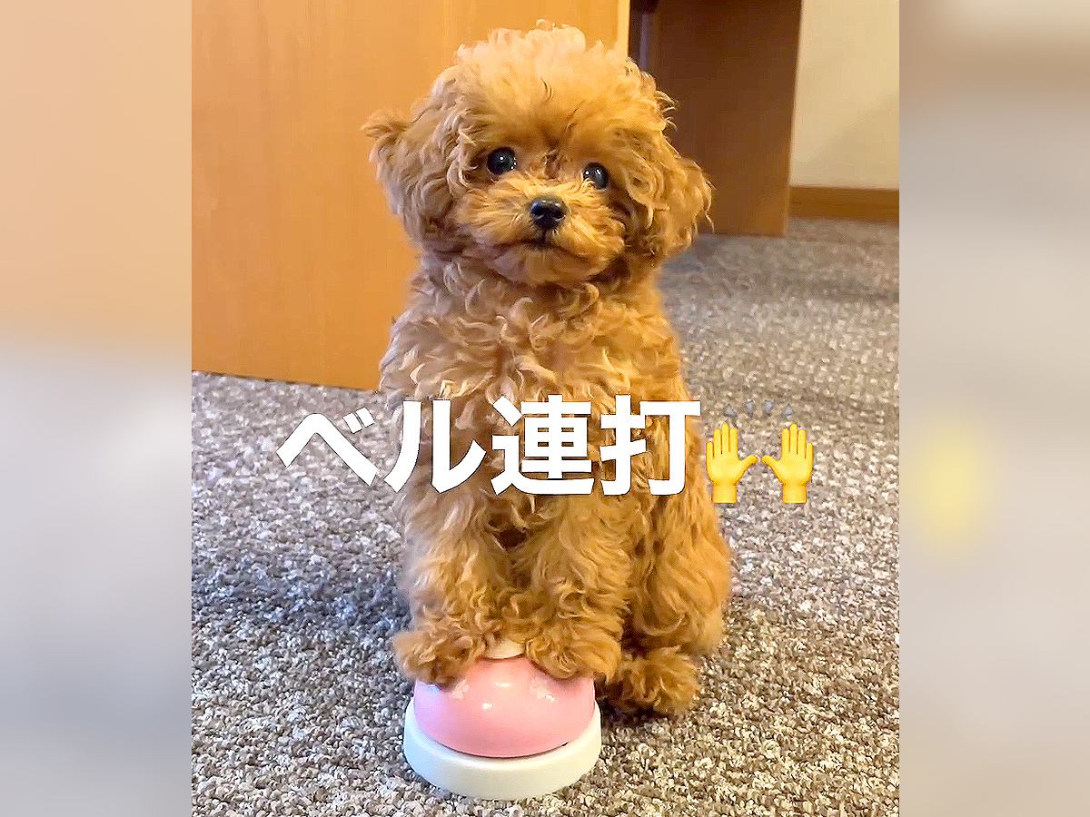 子犬に『ベル』渡したら…ものすごい勢いで鳴らす光景が31万6000再生「永遠におやつあげたくなるｗ」「一生懸命過ぎてかわいい」と絶賛の声