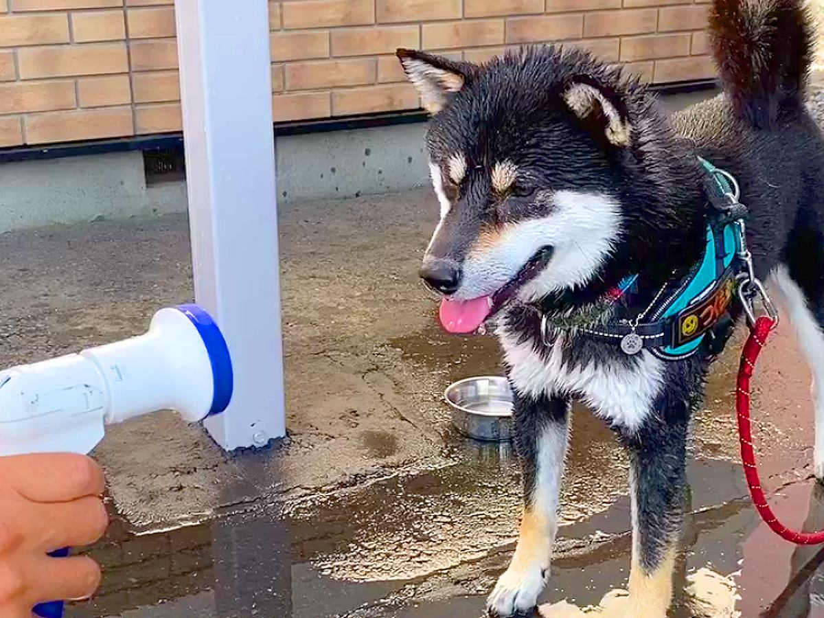 犬と『水遊び』をした結果…まさかの『ワイルド過ぎる』光景が381万再生　「早く出して」とお手々で催促する仕草も可愛いと話題