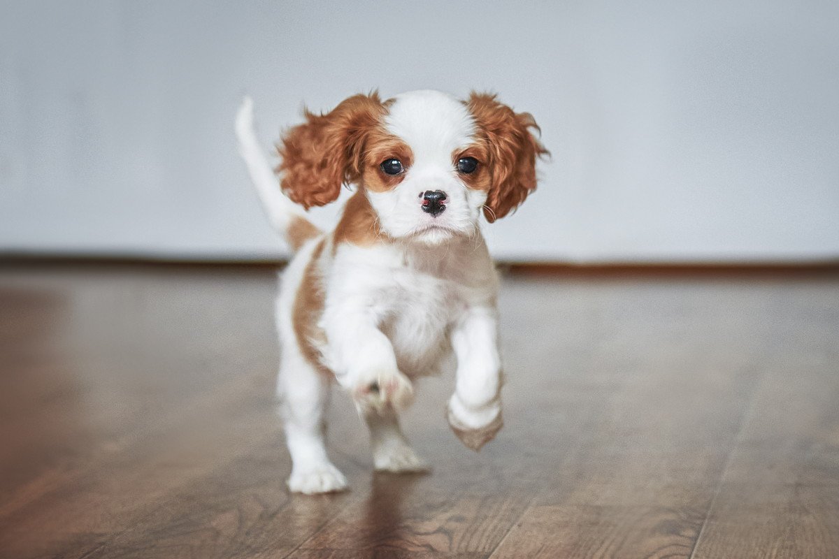 犬が部屋の中で走り回る！止めてもらうための対処法3選