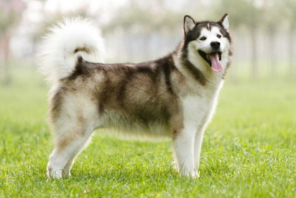 アラスカン・マラミュートはどんな犬？特徴や性格、飼い方から迎え方まで解説
