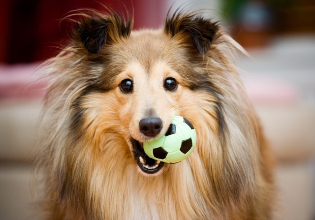 犬がおねだりしている時の仕草やポーズ7つ