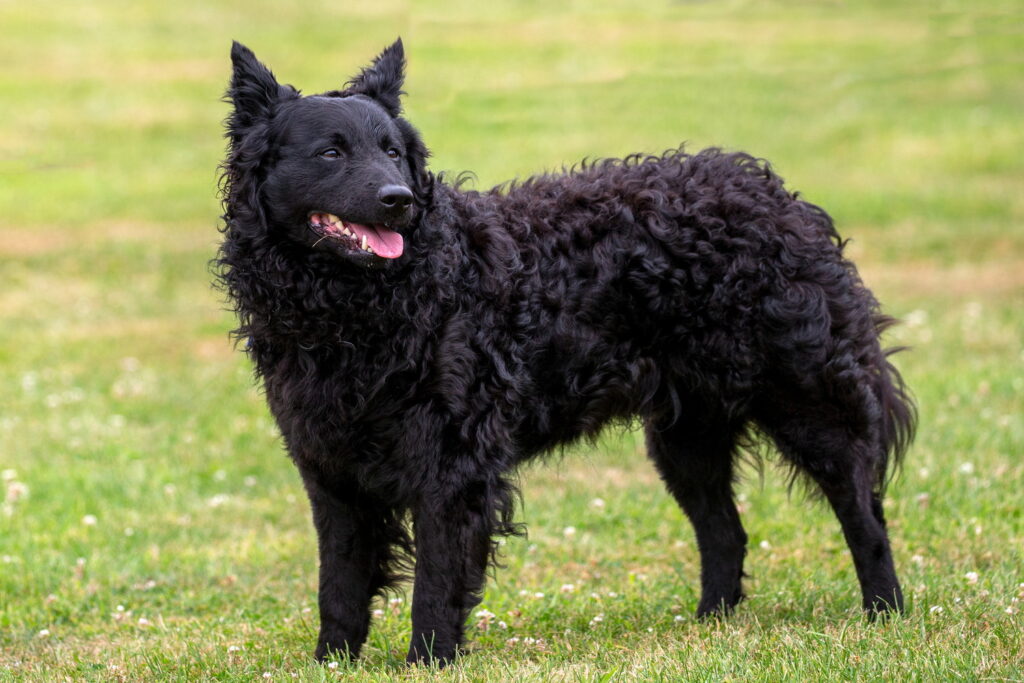 【獣医師監修】ムーディー｜犬種の特徴と性格、飼い方や価格相場まで解説