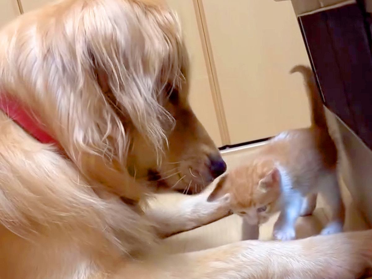 保護された赤ちゃん猫が部屋を歩いていたら、大型犬が…思わず癒やされる『親子のような様子』に反響「天使すぎ」「疲れ吹き飛ぶ」と称賛