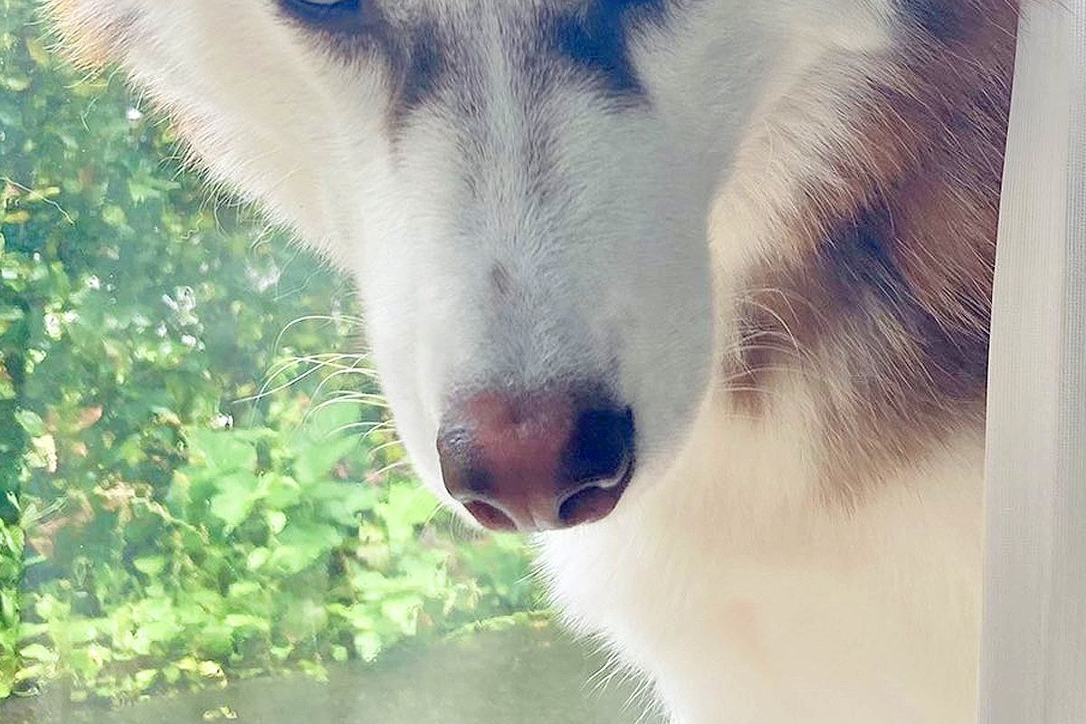 ハスキー犬が『パパに向ける目』と『ママに向ける目』を比較→あからさま過ぎる『態度の差』に4万いいね「戦闘力高そうで草」「こんな違うのｗｗ」
