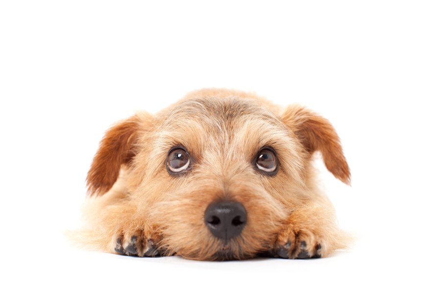 犬と一緒に飼うのがよくない『ペット』5選　なぜ相性が悪いの？特に注意が必要な生き物まで