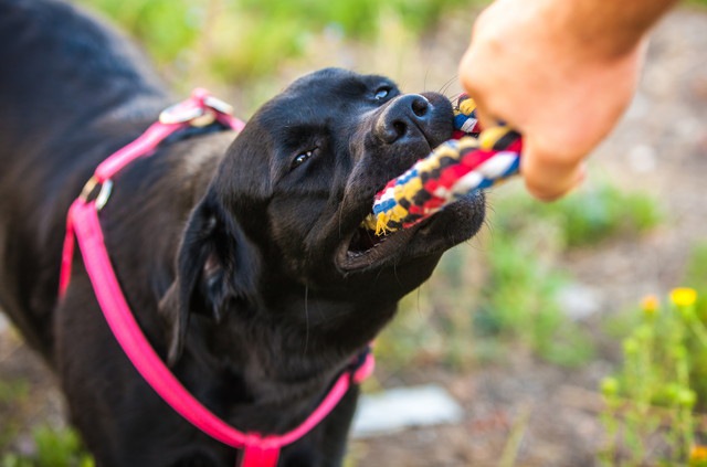 犬の噛む力ってどのくらい？本気で噛みついた時にかかる力とは