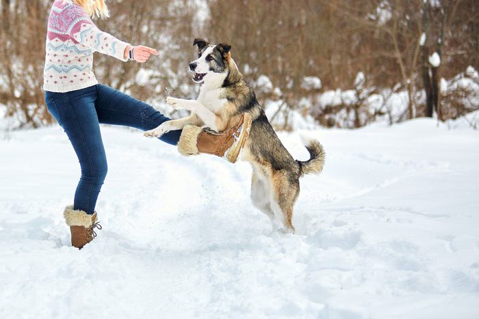 愛犬と一緒に運動不足解消！外でも室内でも楽しめる遊び４選