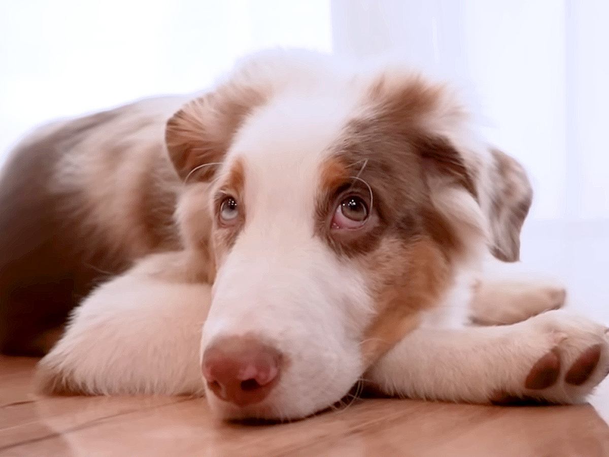 いつも一緒にいた子犬と、初めて離れ離れになった先輩犬が…健気すぎる『帰りを待つ光景』が泣けると26万再生「尊い…」「最高の関係性」