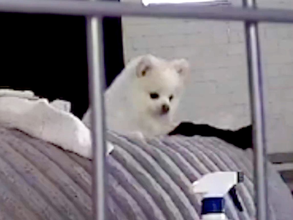 ママが二度寝中、イタズラをする犬→カメラの存在に気づいた瞬間…想定外の展開で見せた『気まずい表情』に1万いいね「あ…って顔してて草」