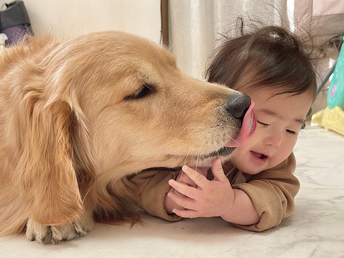 赤ちゃんのために頑張って椅子を組み立てていたら、大型犬が…まさかの『イチャイチャし始める光景』が24万再生「天使の戯れ」「相思相愛」