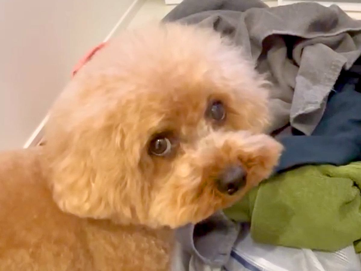 洗濯物が終わったら、犬が上目遣いでジッと見てきて…『いいですか？』まさかのおねだりをする光景が4万再生「気持ちは分かるｗ」「最高だよね」