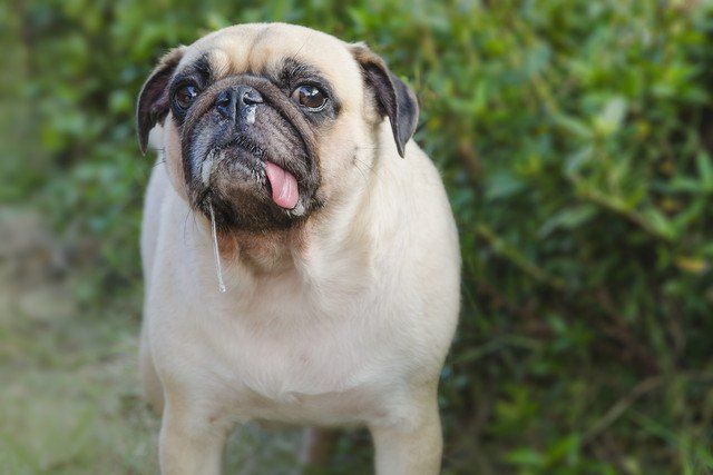 犬の『よだれ』でわかる健康状態！病気のサインが表れるよだれの特徴５つ