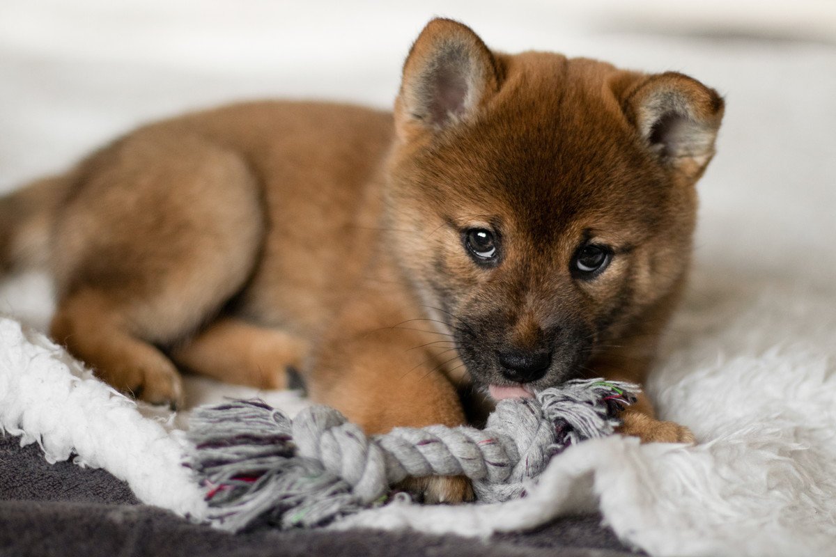 なぜ犬には『好きなおもちゃ』と『そうでもないおもちゃ』があるの？　好まれやすい選び方とは？