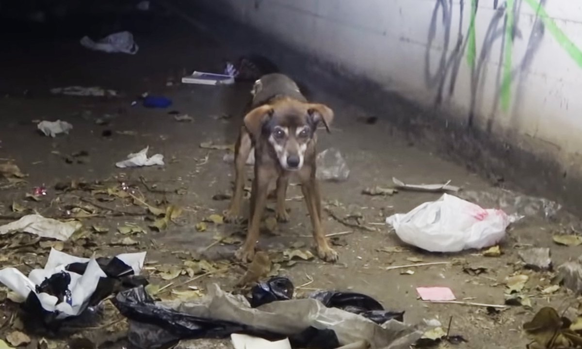 夜間の墓地で高齢犬の保護活動！老犬との人生を考えさせられます