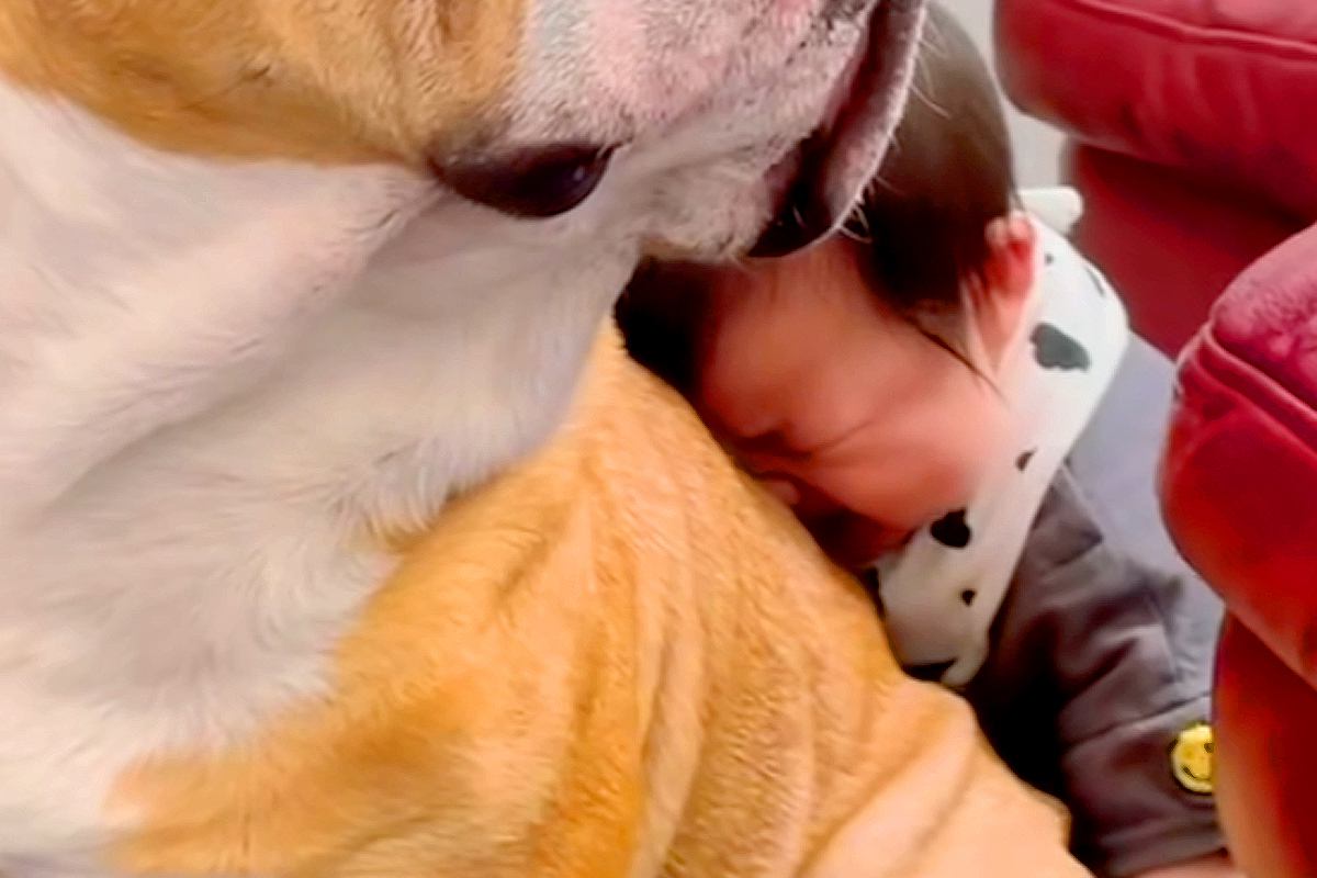 ママに叱られて号泣する赤ちゃん→状況を察した犬が…本当のお兄ちゃんのような『神対応』が592万再生「最高」「慰めてもらいに行くの可愛い」