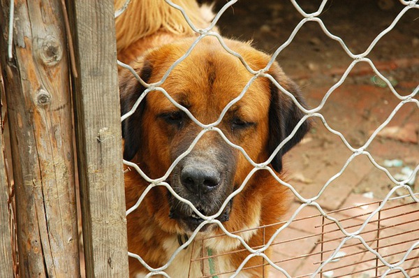 保護犬とは？殺処分の実態と里親制度、飼い主の責任について