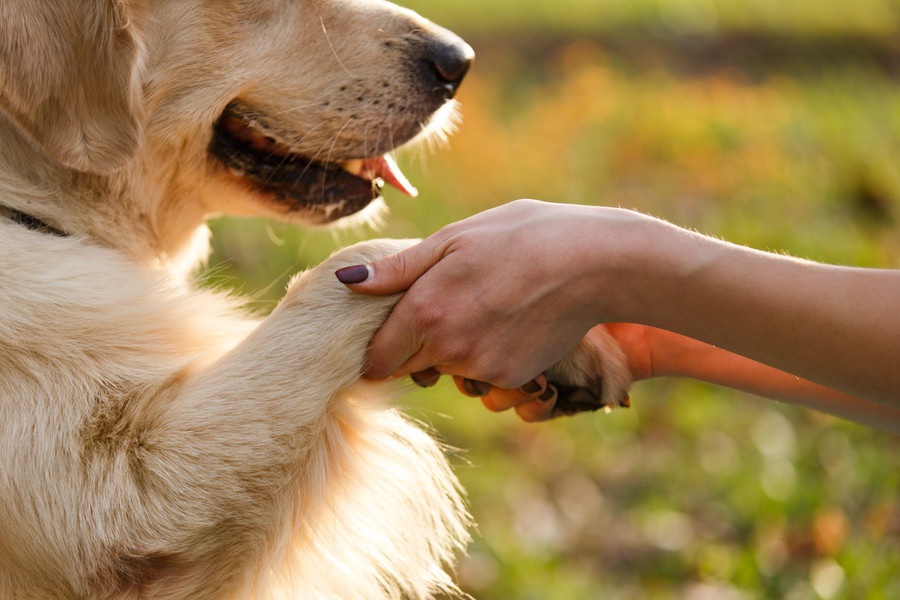 保護犬物語。幸せを運んだラッキー