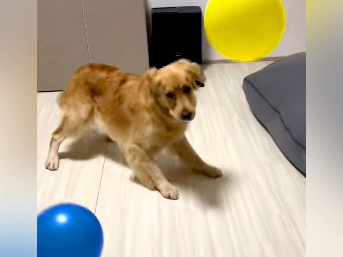 『たくさんの風船が出てきたら、大型犬はどうするのか？』検証したら…100点満点な『面白すぎる光景』が13万再生「最初ｗ」「テンパって草」