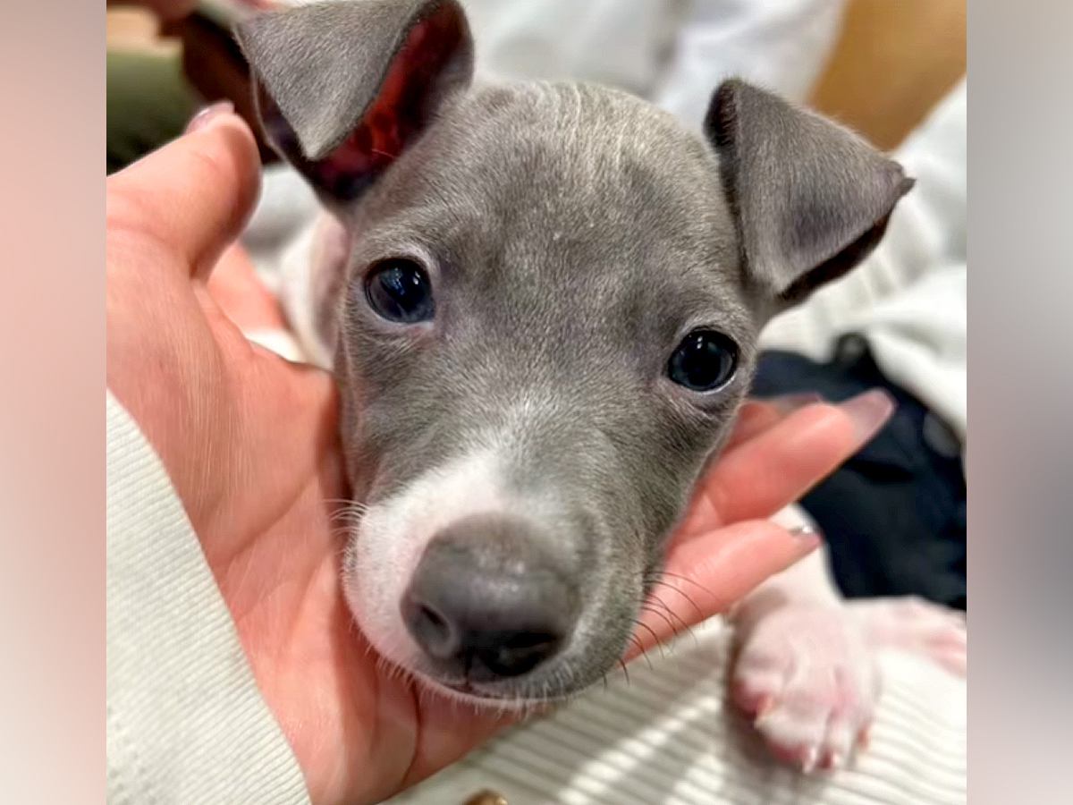 『華奢な赤ちゃん犬を飼った』と思っていたら…１年後→完全に別の犬？衝撃的なビフォーアフターに反響「うちの倍あるｗ」「デカグレかっこいい」