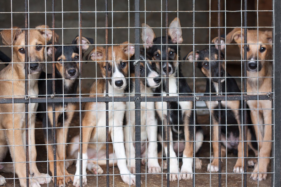 不要な犬を回収する制度を知っていますか？