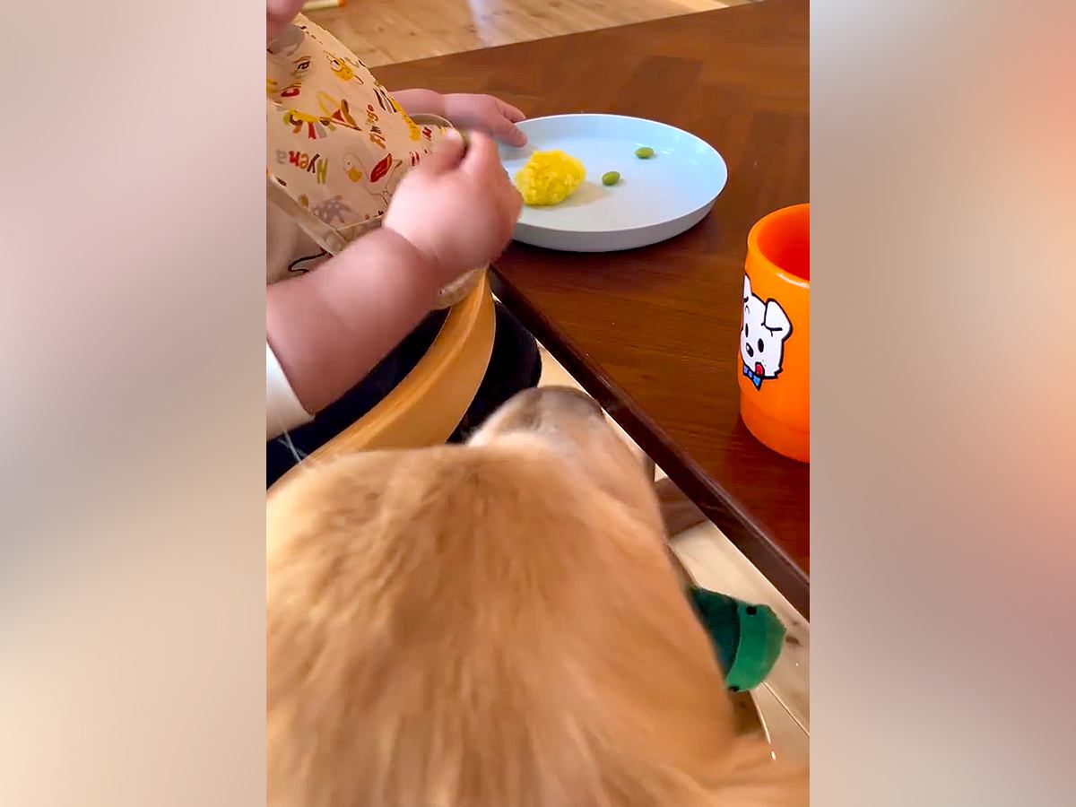野菜を食べている1歳の赤ちゃん→大型犬が近づいて…共犯の証拠を捉えた『まさかの光景』に爆笑「どんだけ可愛いのｗ」「バレちゃったね」の声