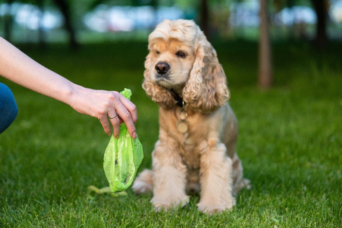 犬のうんち『間違った処理方法』３選　トラブルになる可能性も？絶対にしてはいけない捨て方とは