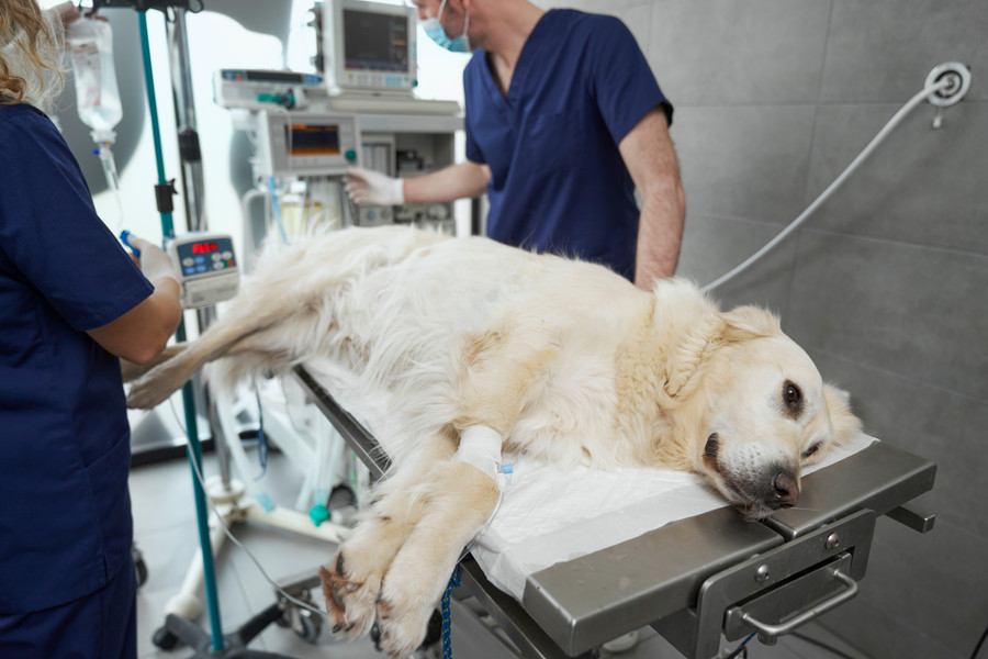 犬が誤飲すると『死ぬかもしれないモノ』4選　今すぐに病院へ行くべき危険な症状まで