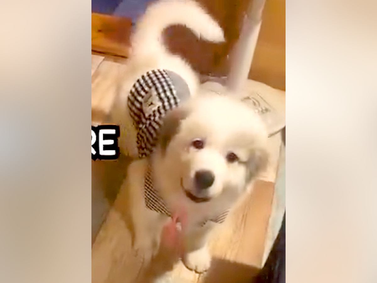 『子犬の概念ぶっ壊れた』あどけない顔をした超大型犬の赤ちゃん→たった４ヶ月で…衝撃的な『ビフォーアフター』に「こんな大きいの！？」の声