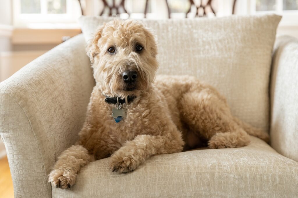 【獣医師監修】アイリッシュ・ソフトコーテッド・ウィートン・テリア｜犬種の特徴と性格、飼い方や価格相場まで解説