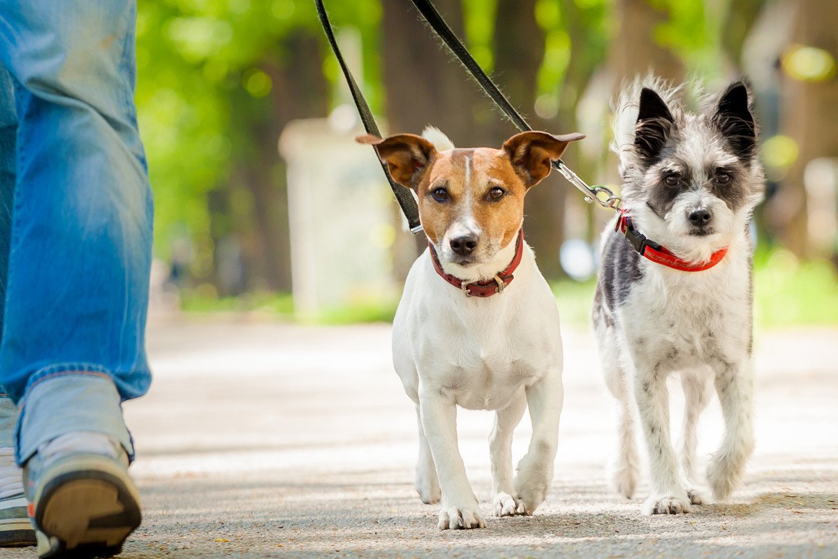 犬が散歩中にしやすいと言われている『ケガ』３選　飼い主が観察しておくべきポイントは？ 
