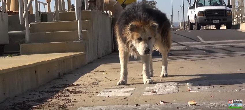 野良の老犬を保護！高齢犬に特化した施設で穏やかな時を過ごす