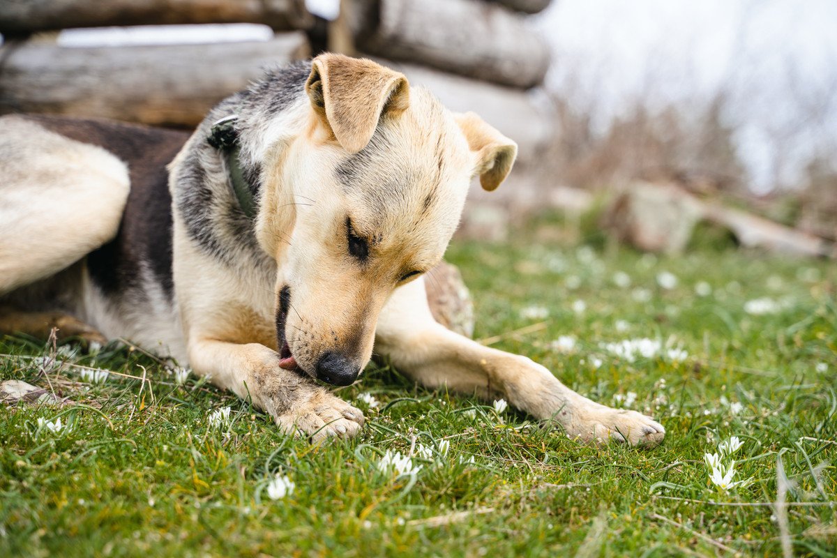 犬が『自分の前足を舐める』心理4選　やめさせたい場合はどうしたらいいの？対処法まで解説