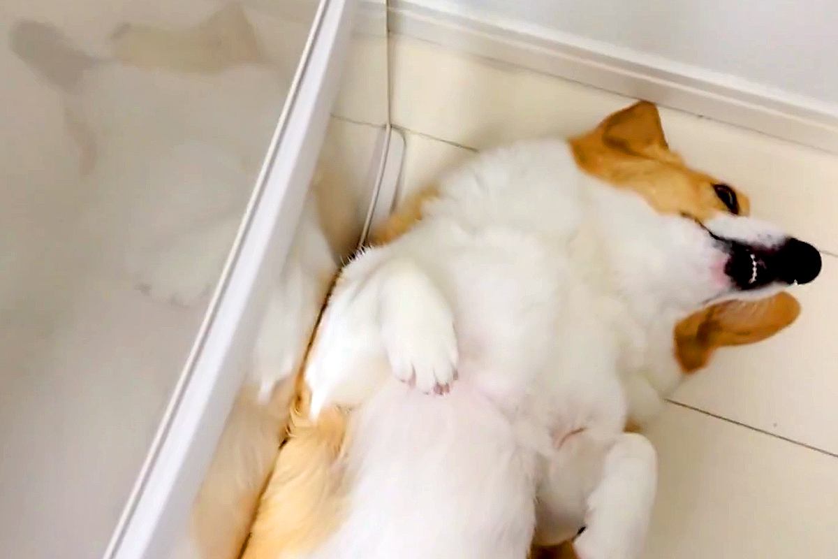 冷蔵庫の前で転がる犬→開けられないので、仕方なく…可愛すぎる『冷蔵庫を開けるための方法』が154万表示「素敵ｗ」「元の位置に戻すの草」