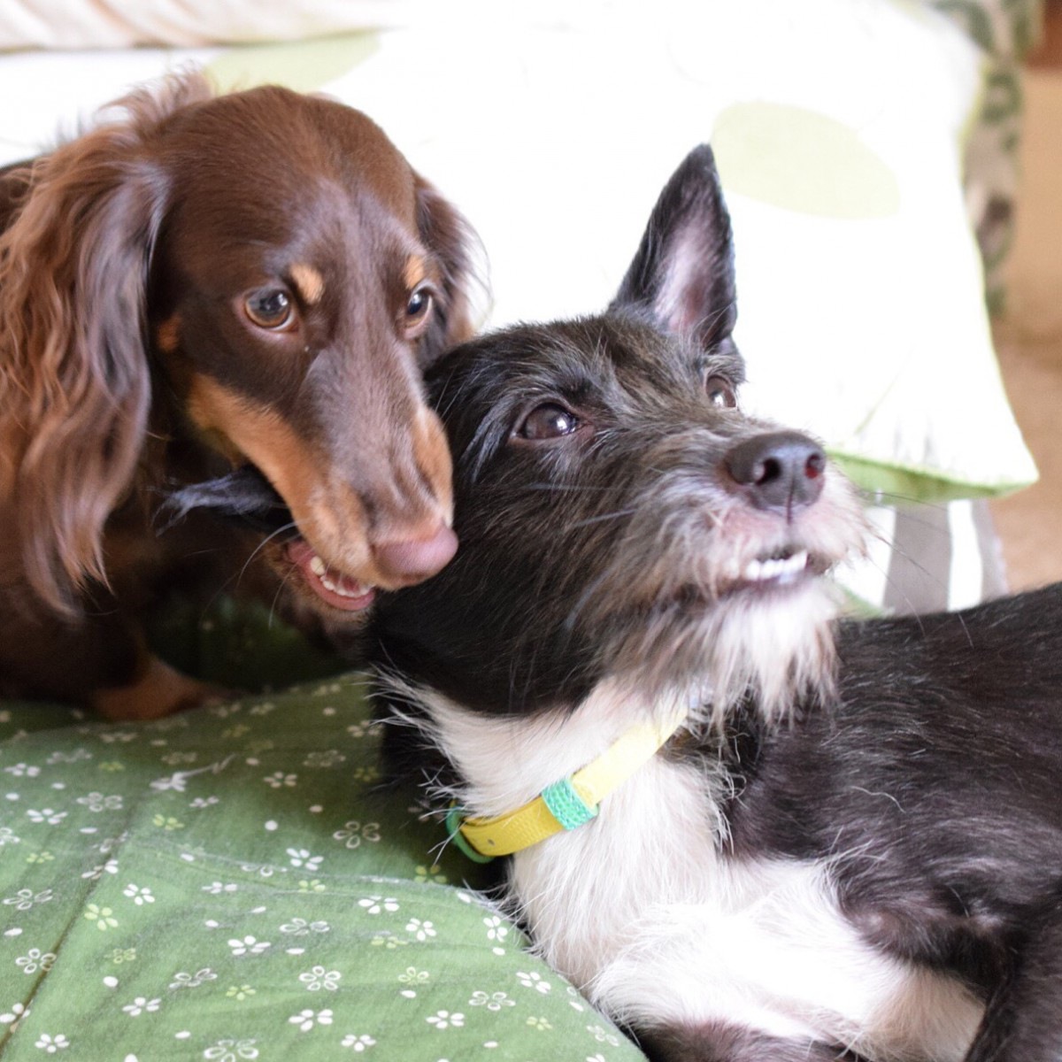 これからもずっと一緒に。無表情だった保護犬が笑顔を見せてくれた日。