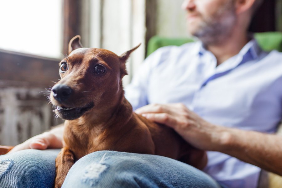 犬が飼い主の膝に乗っかってくる心理４選