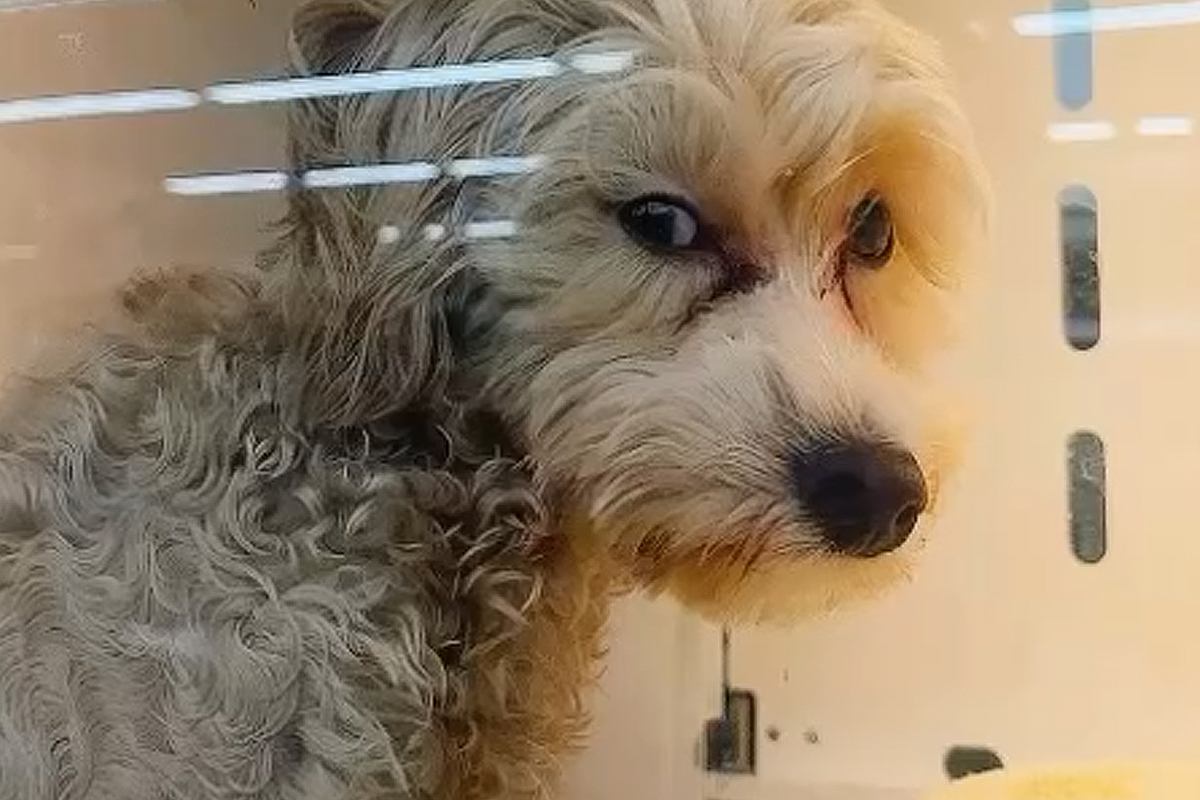 セールになっていた『悲しい顔の売れ残り犬』を飼った結果→1週間後、ハーネスを買ってあげると…素敵すぎる光景が22万再生「感動」「幸せだ」