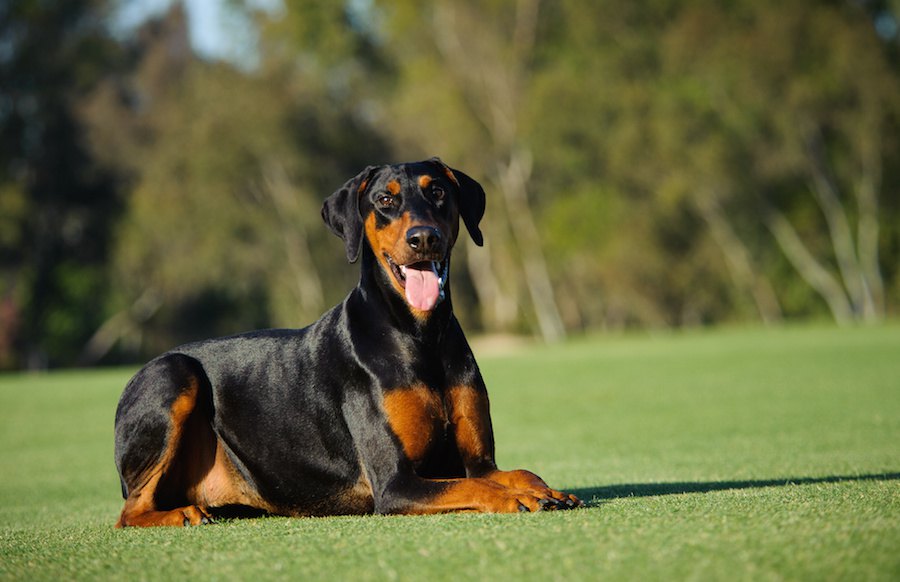 世界最大の貴重な「犬種血統台帳」が現代の犬を救うかもしれない！