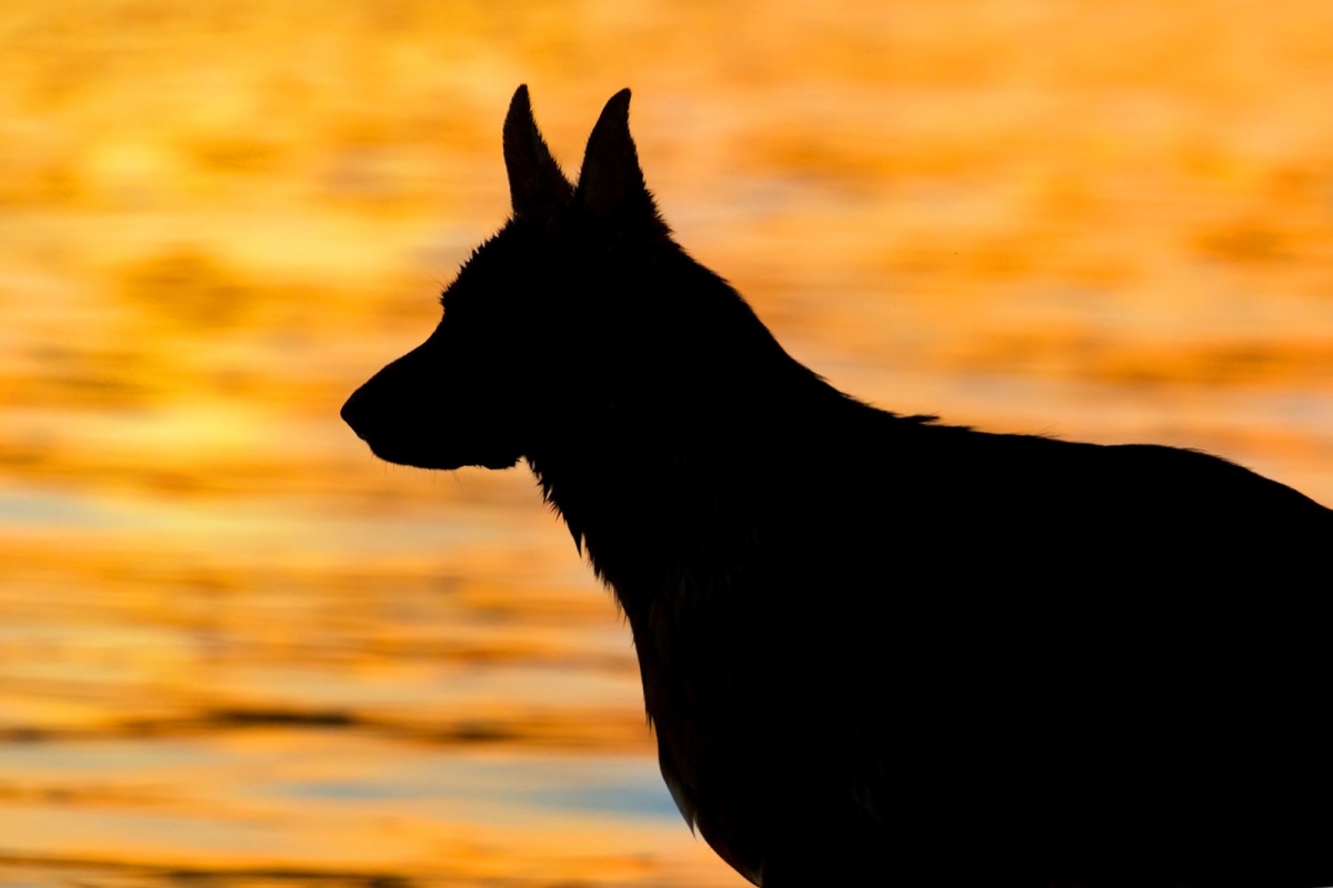 犬の老いを感じたら