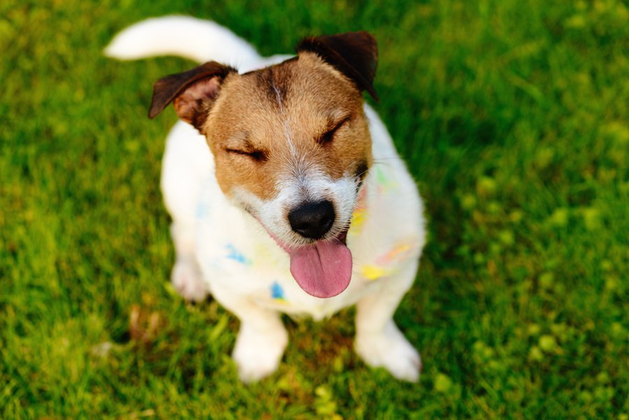 なぜ犬は歯をカチカチと鳴らすの？どんな意味があるの？