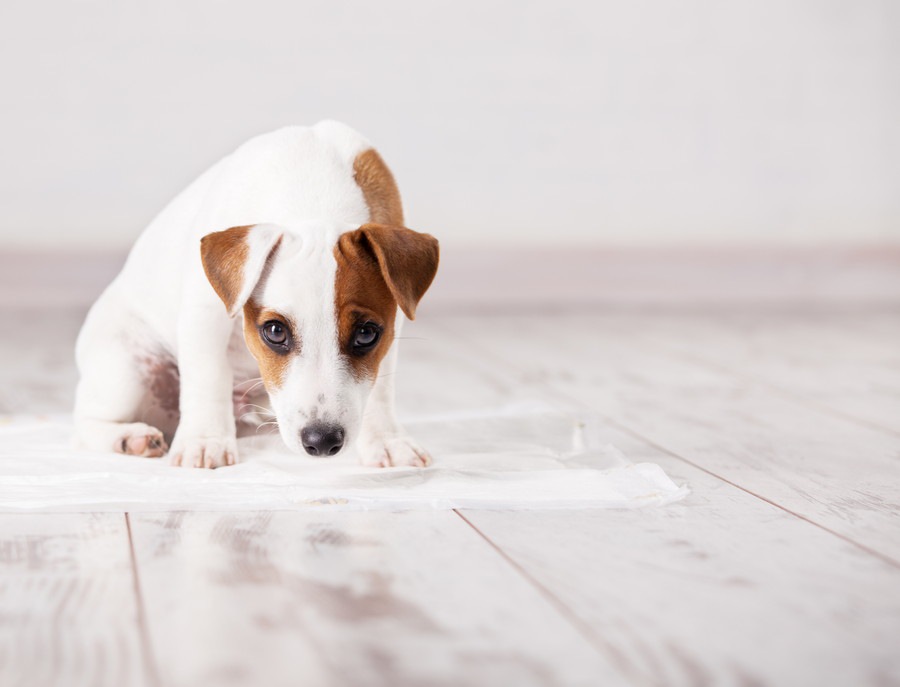 犬が自分のウンチを食べてしまう心理