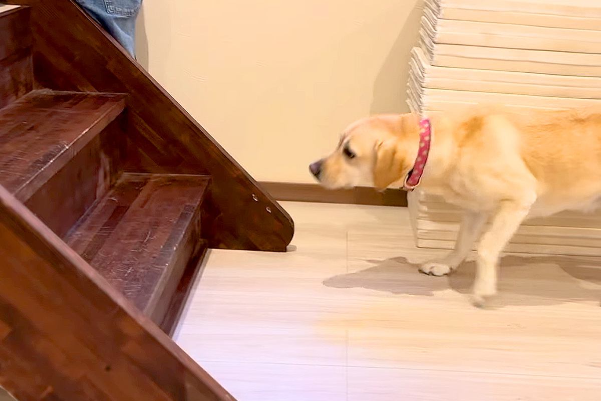 『3段の階段』が怖くて上れない大型犬→エールを送り続けたら、勇気を出して…あまりに尊い光景に称賛「素晴らしい」「人間よりも人間みたいｗ」
