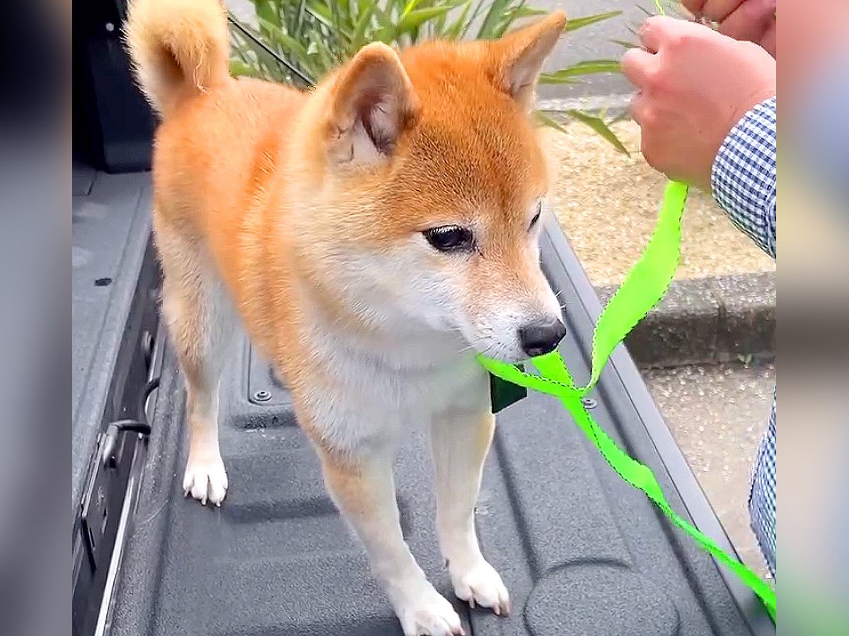 車で峠に行ったら、一緒にいた犬が…想像の上をいく『震えまくる姿』が切ないと150万再生「可哀想だけどかわいい」「抱きしめたくなる」