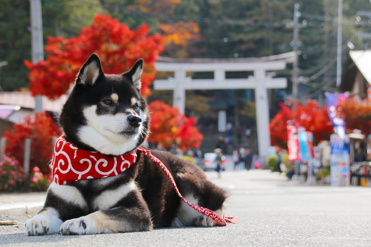 犬にも厄年があるって本当？愛犬の厄払いができる神社や注意点までご紹介