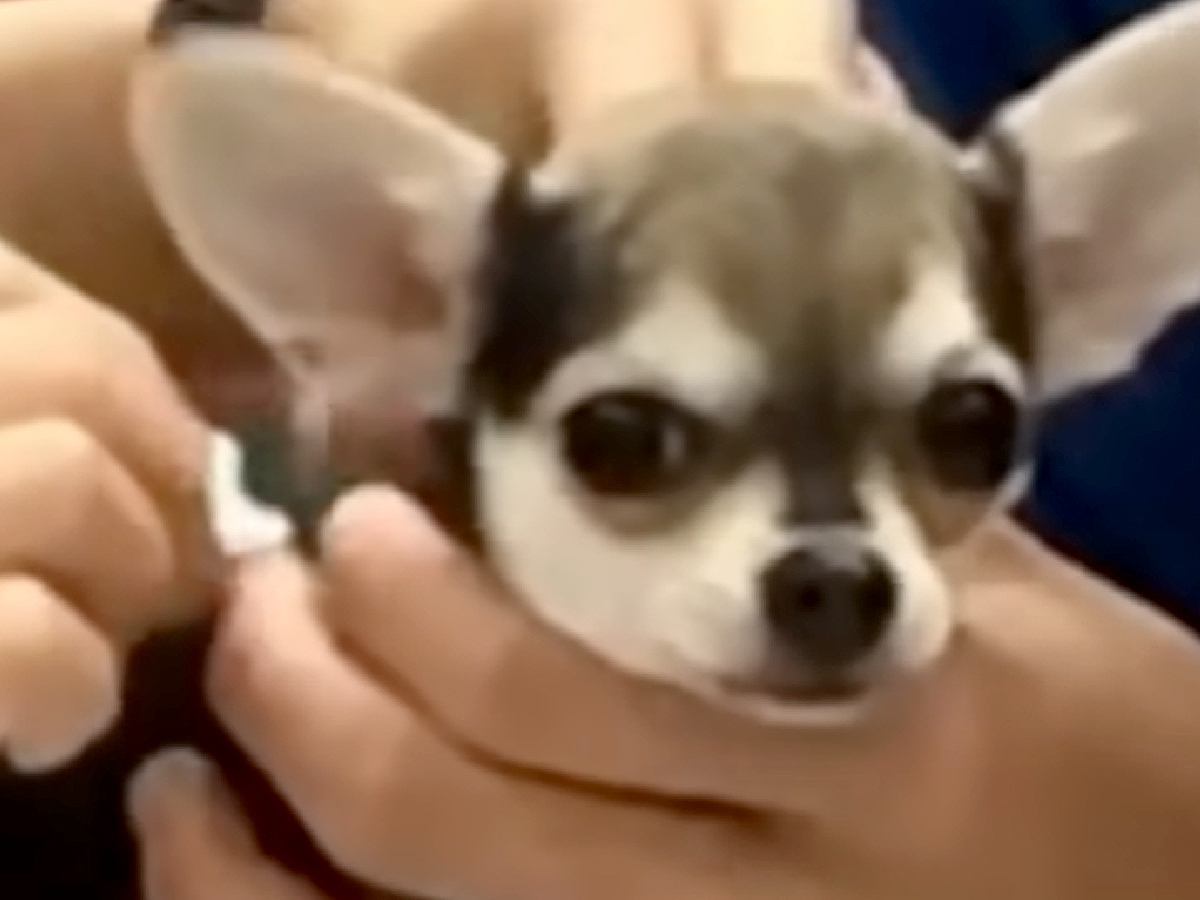 初めての注射をする赤ちゃん犬→震えあがってしまい…思わず応援したくなる反応が34万再生「怖いよね」「よく頑張った」エールの声も