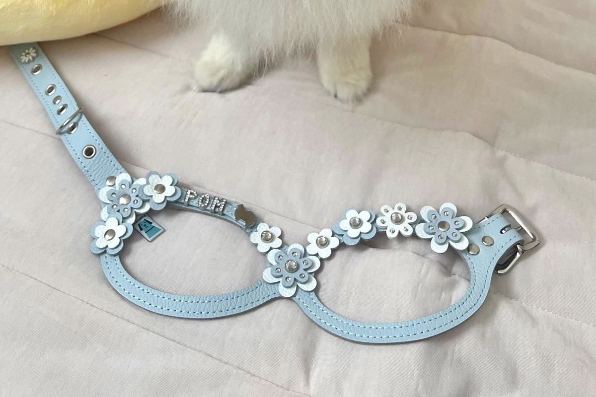 奮発して『1万8000円のハーネス』を犬につけた結果→『可愛い柄だな』と思ったら…『まさかの展開』に爆笑「一生懸命見せてくれるの可愛いｗ」