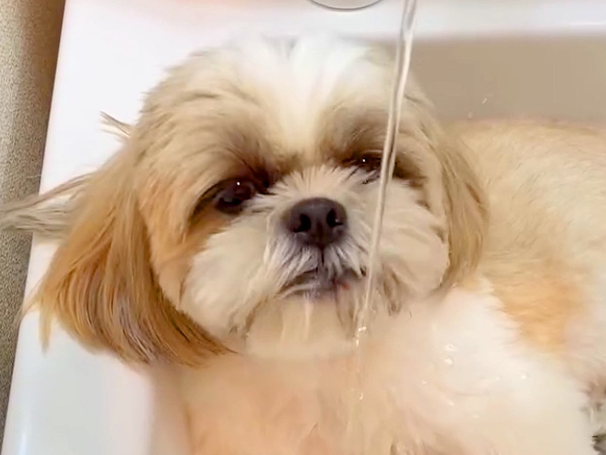 洗面台にすっぽりとハマる犬→そのまま水を出すと…毎年行われる『夏の恒例行事』が可愛すぎると43万再生「たまらんｗ」「お上手」と絶賛の声
