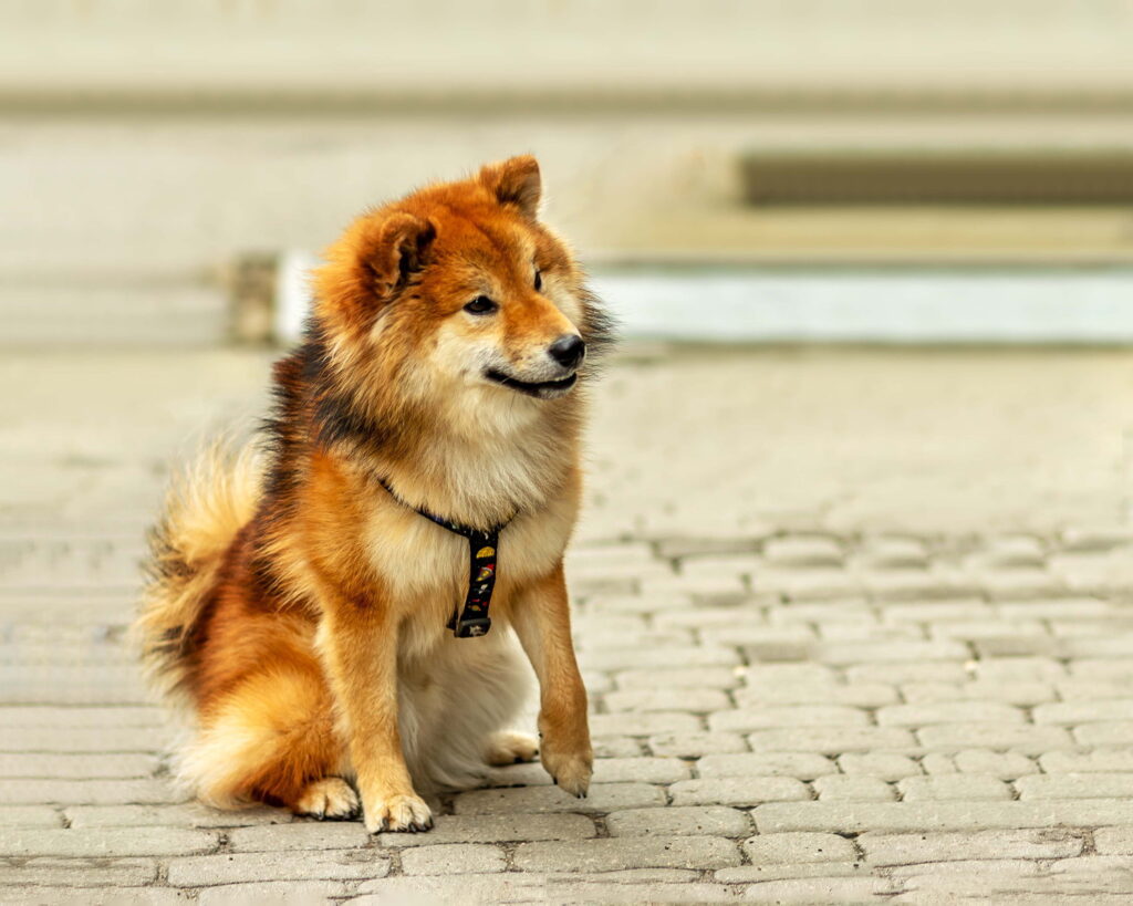 ポメ柴ってどんな犬？性格・特徴・飼い方・寿命まで徹底解説