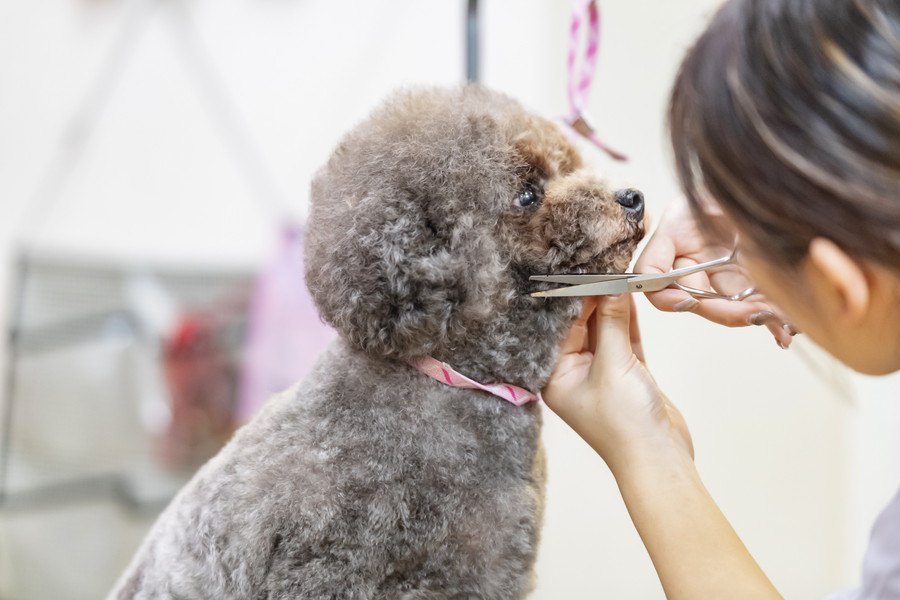 犬を飼っていて意外とお金がかかったこと３選！これから飼う人は不測の事態に備えて！