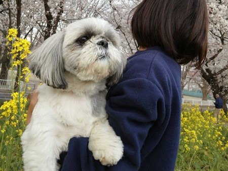 １年で見違えるように生き生きとした臆病な保護犬