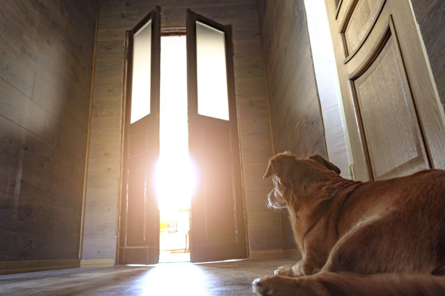 飼い主が外出すると犬が吠えるのはなぜ？止めさせる方法まで